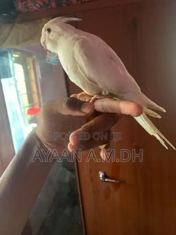 Cockatiel Hand Tamed Bird