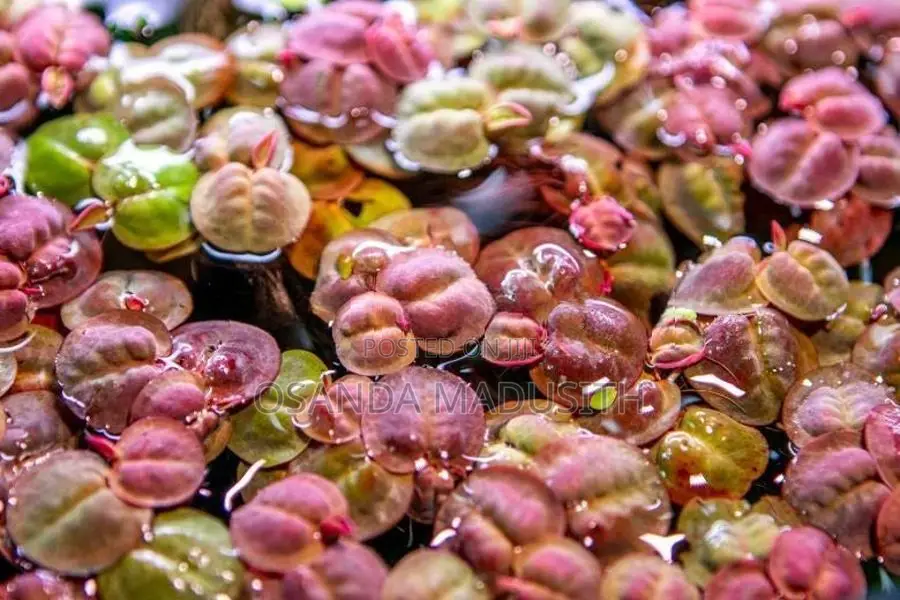 Aquarium Plant Packs