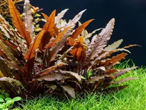 Aquarium Plant Packs
