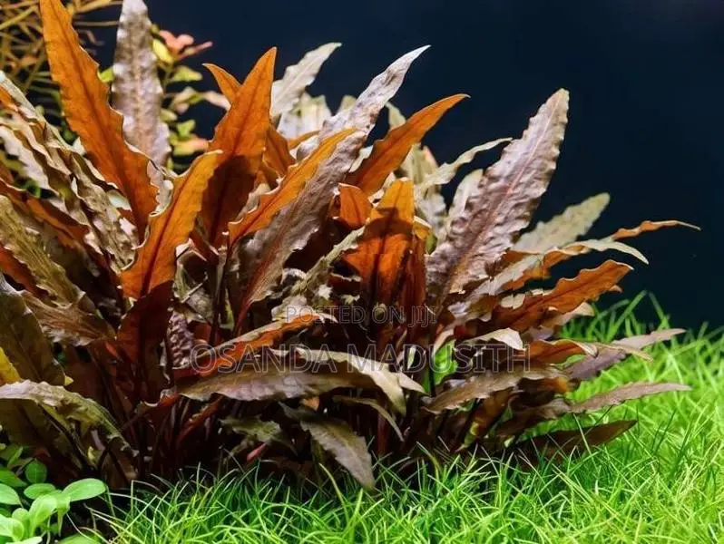 Aquarium Plant Packs