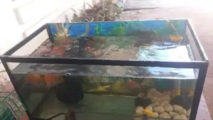 Fish With Tank