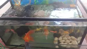 Fish With Tank
