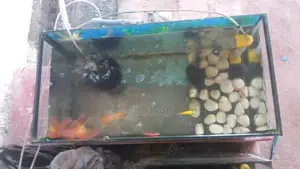 Fish With Tank