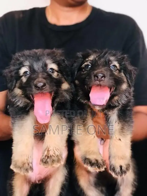 German Shepherd Puppy
