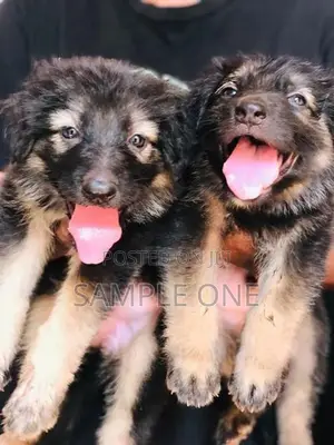 German Shepherd Puppy