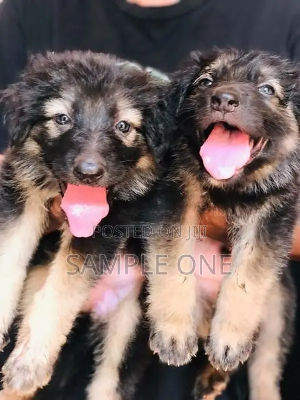 German Shepherd Puppy