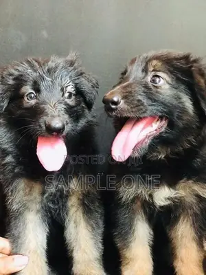 German Shepherd Puppy