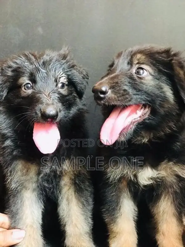 German Shepherd Puppy