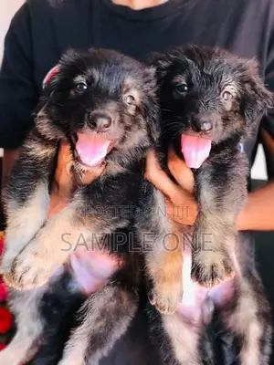 German Shepherd Puppy