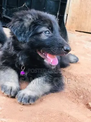 German Shepherd Puppy