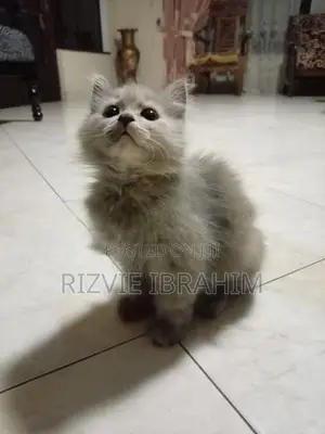 Persian Kitten