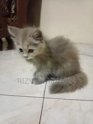 Persian Kitten