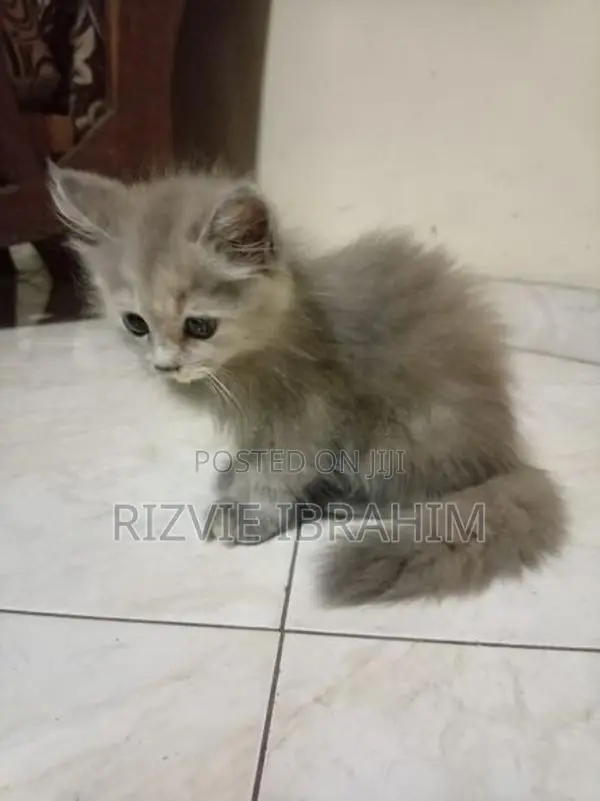 Persian Kitten