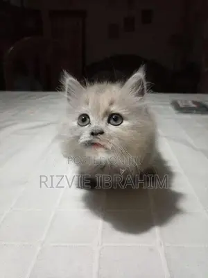 Persian Kitten
