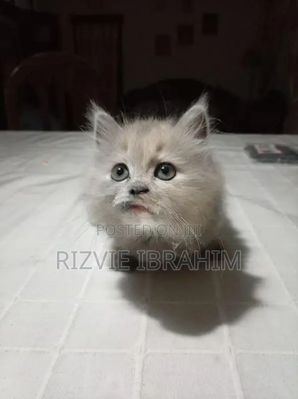 Persian Kitten