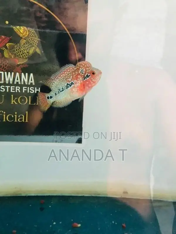 Flowerhorn Fish