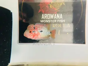 Flowerhorn Fish