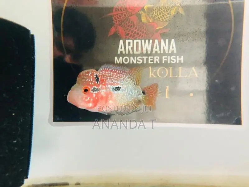 Flowerhorn Fish