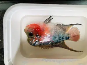 Flowerhorn Fish
