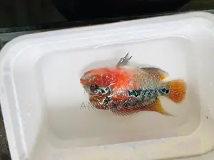 Flowerhorn Fish