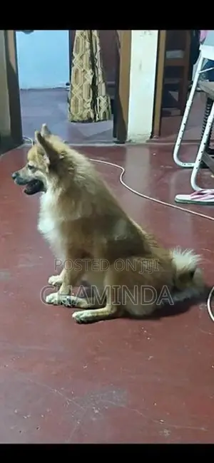 Lion Pomeranian Dog