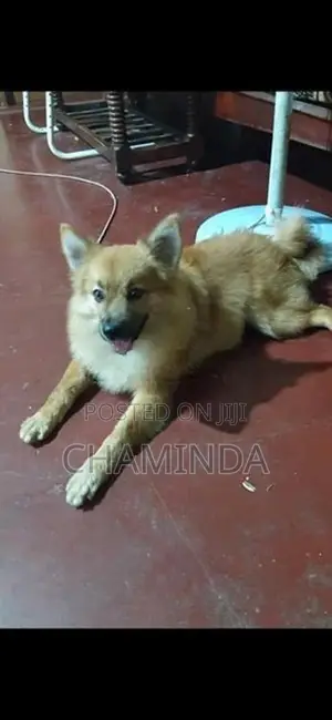 Lion Pomeranian Dog