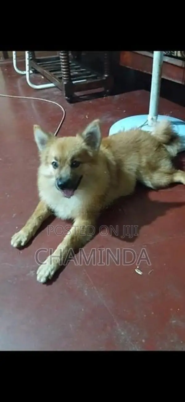 Lion Pomeranian Dog