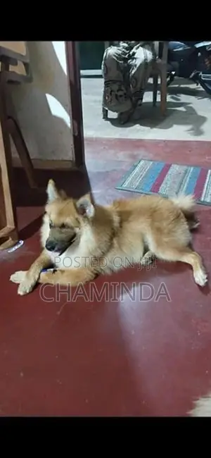 Lion Pomeranian Dog