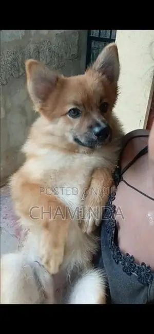 Lion Pomeranian Dog