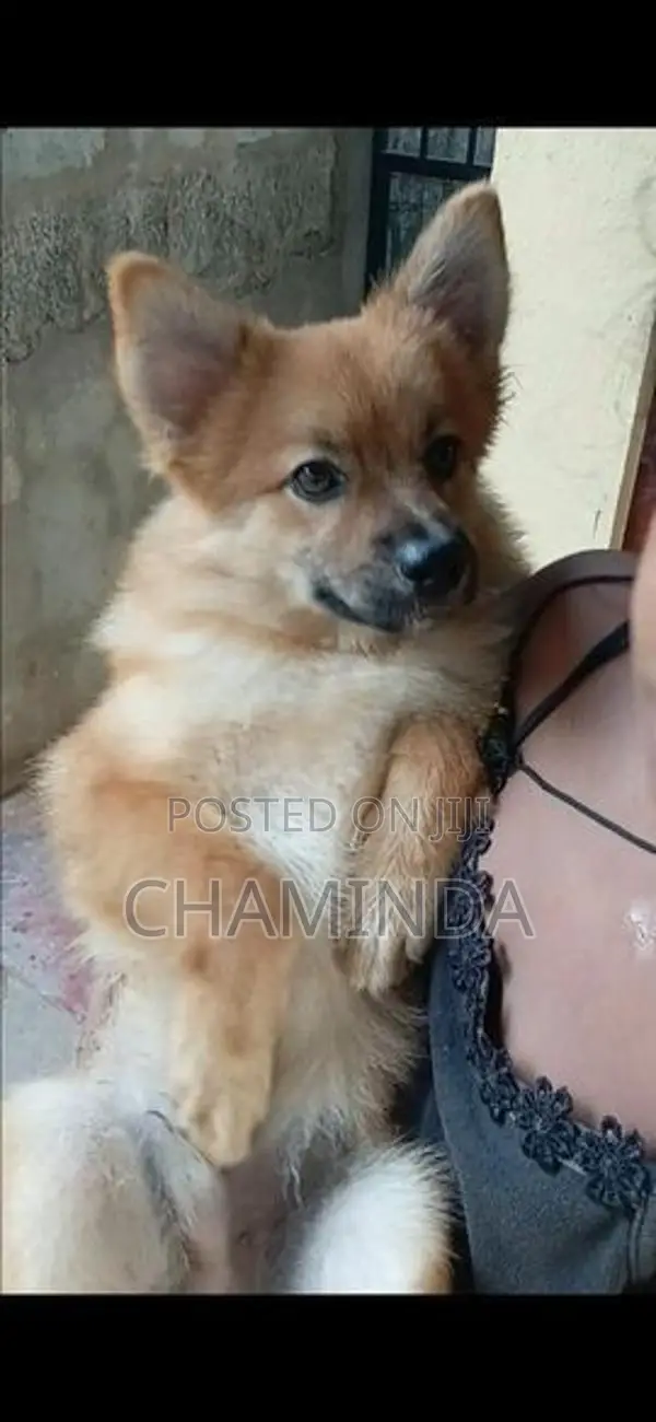 Lion Pomeranian Dog
