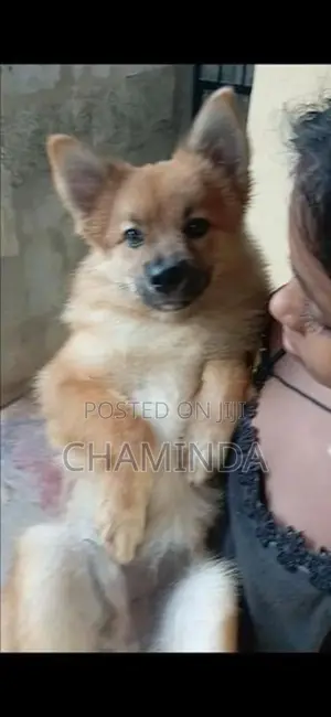 Lion Pomeranian Dog