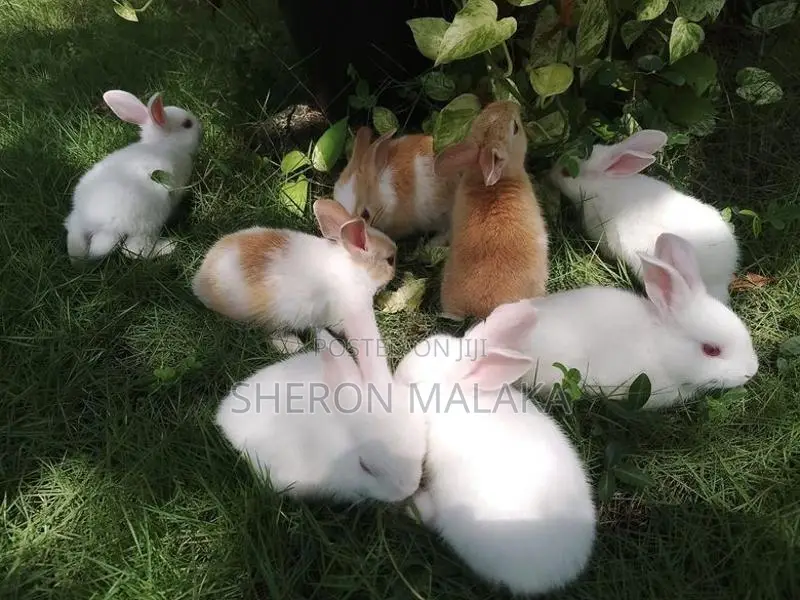 Rabbits