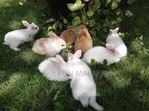 Rabbits