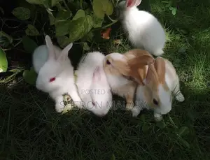 Rabbits