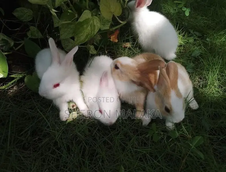 Rabbits