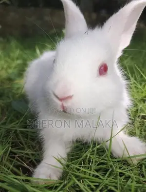 Rabbits