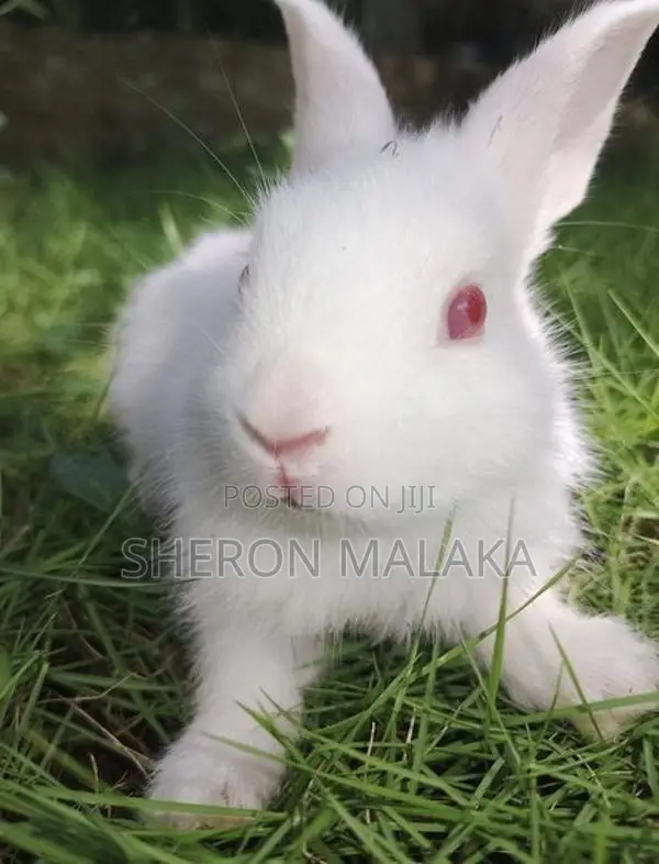 Rabbits