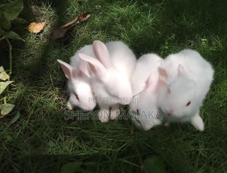 Rabbits
