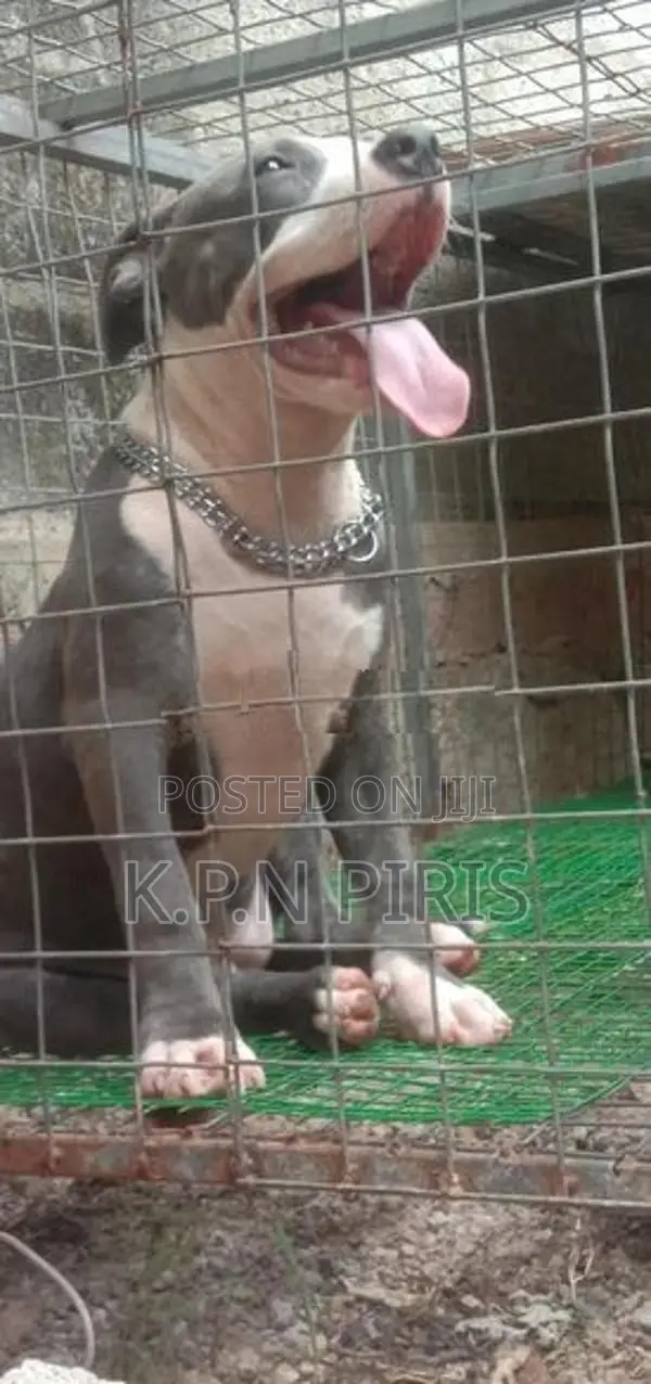 American Bully Dog Puppy
