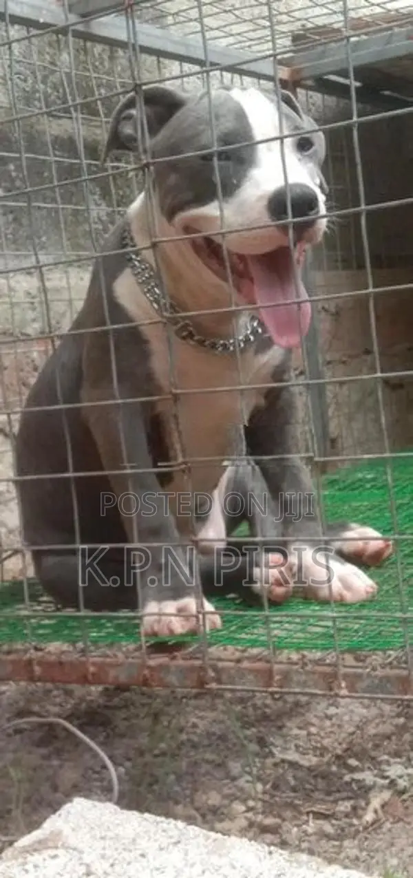 American Bully Dog Puppy