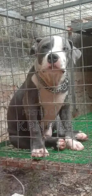 American Bully Dog Puppy