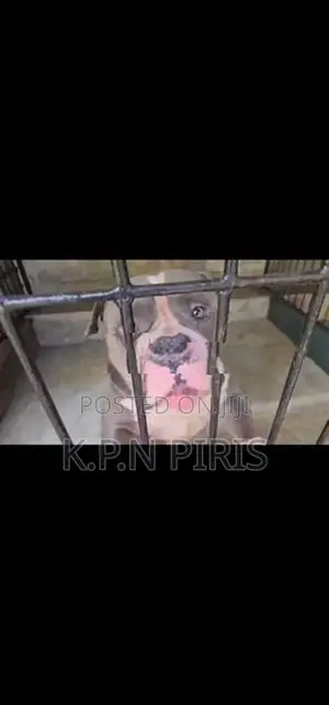 American Bully Dog Puppy