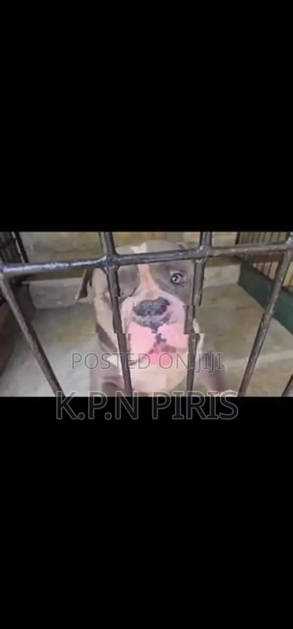 American Bully Dog Puppy