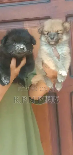 Pomeranian Puppies