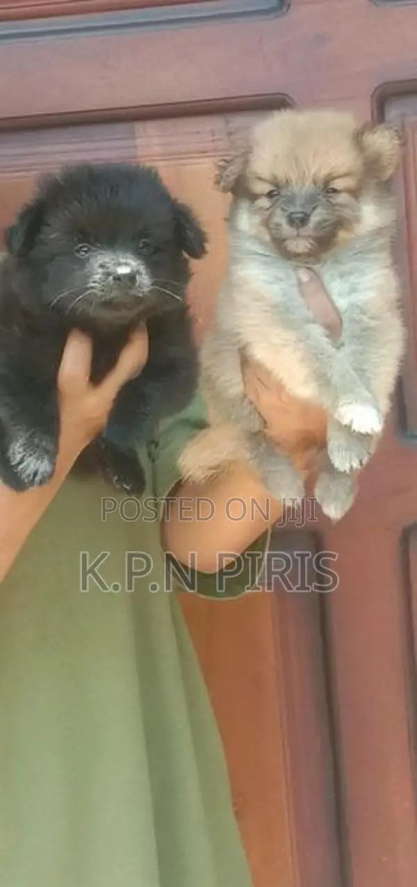 Pomeranian Puppies