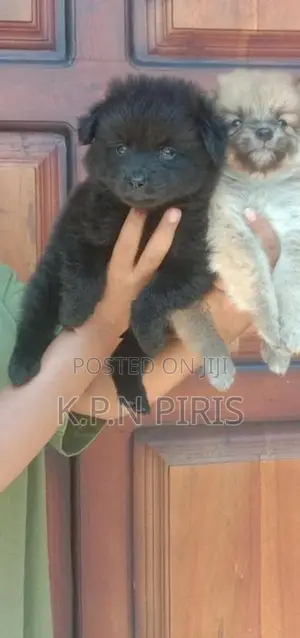 Pomeranian Puppies