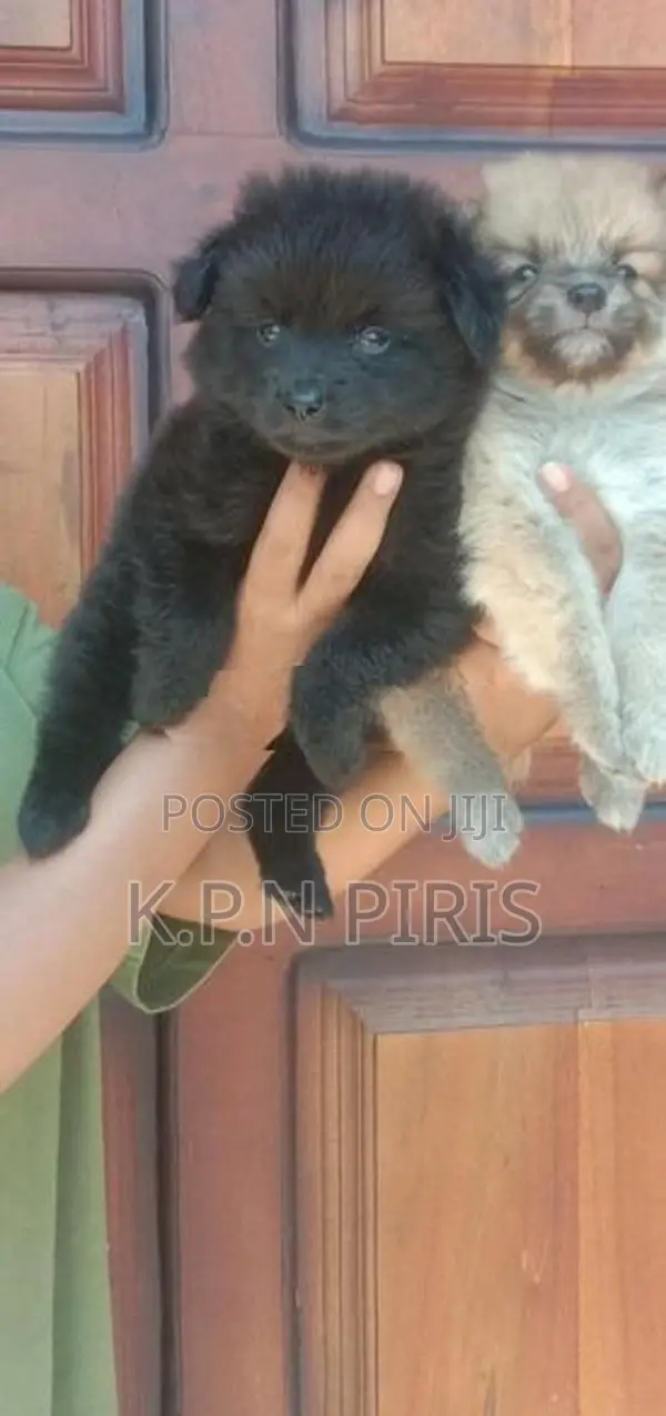 Pomeranian Puppies