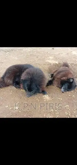 Pomeranian Puppies