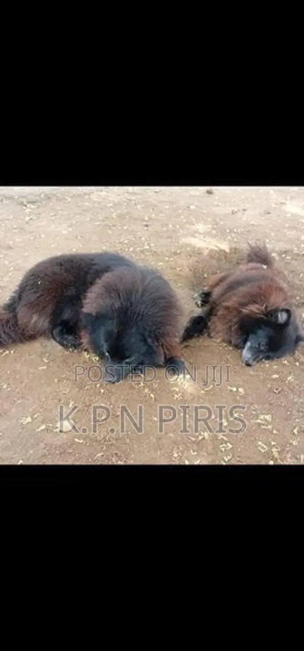 Pomeranian Puppies