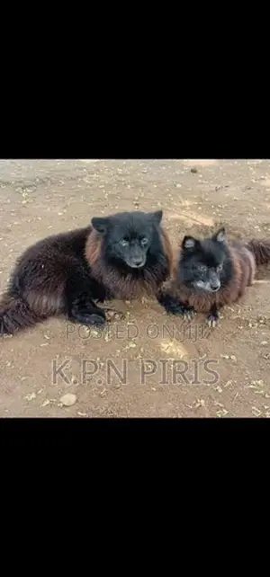 Pomeranian Puppies